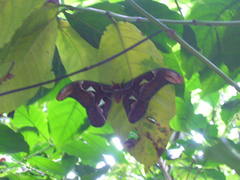 Attacus taprobanis