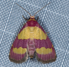 Phoenicophanta bicolor