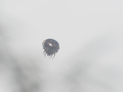 Araneus nox