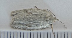 Acleris maximana