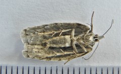 Acleris maximana