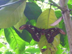 Attacus taprobanis