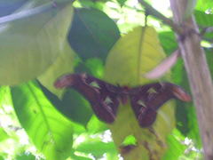 Attacus taprobanis