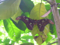 Attacus taprobanis