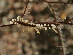 Eubranchus putnami