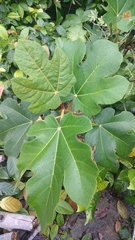 Ficus padana