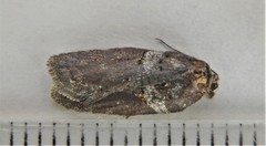 Acleris celiana