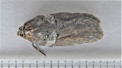 Acleris celiana