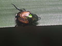 Popillia biguttata