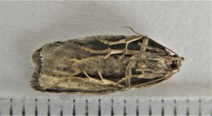 Acleris celiana