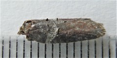 Acleris celiana