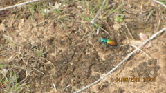 Cicindela scutellaris scutellaris