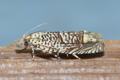 Eucosma argutipunctana
