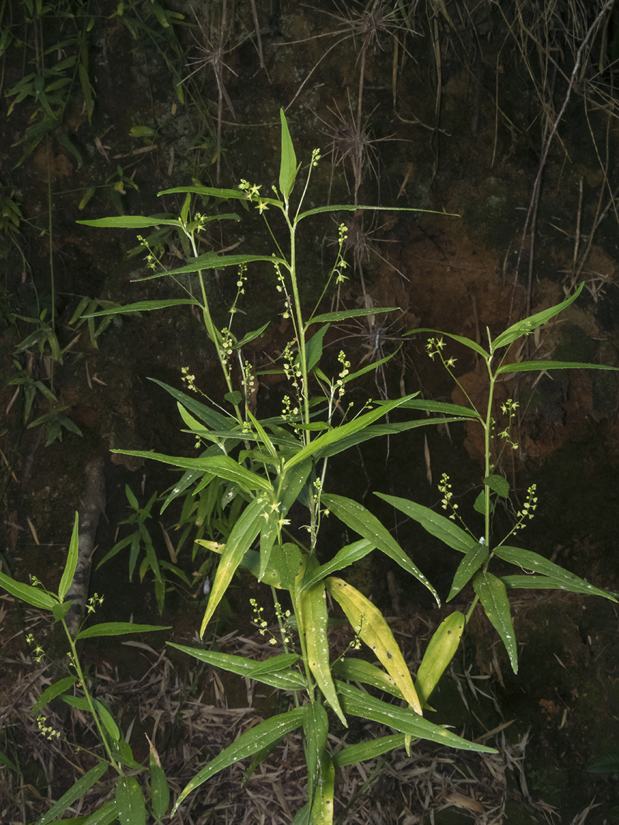 Chiropetalum tricuspidatum
