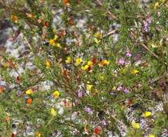 Aspalathus retroflexa