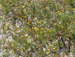 Aspalathus retroflexa