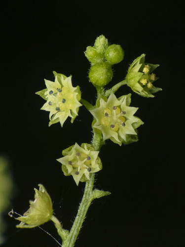 Chiropetalum