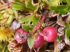 Disterigma empetrifolium