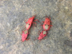 Probergrothius nigricornis
