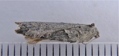 Acleris busckana