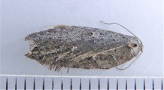 Acleris busckana