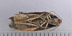 Acleris busckana