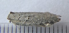 Acleris busckana