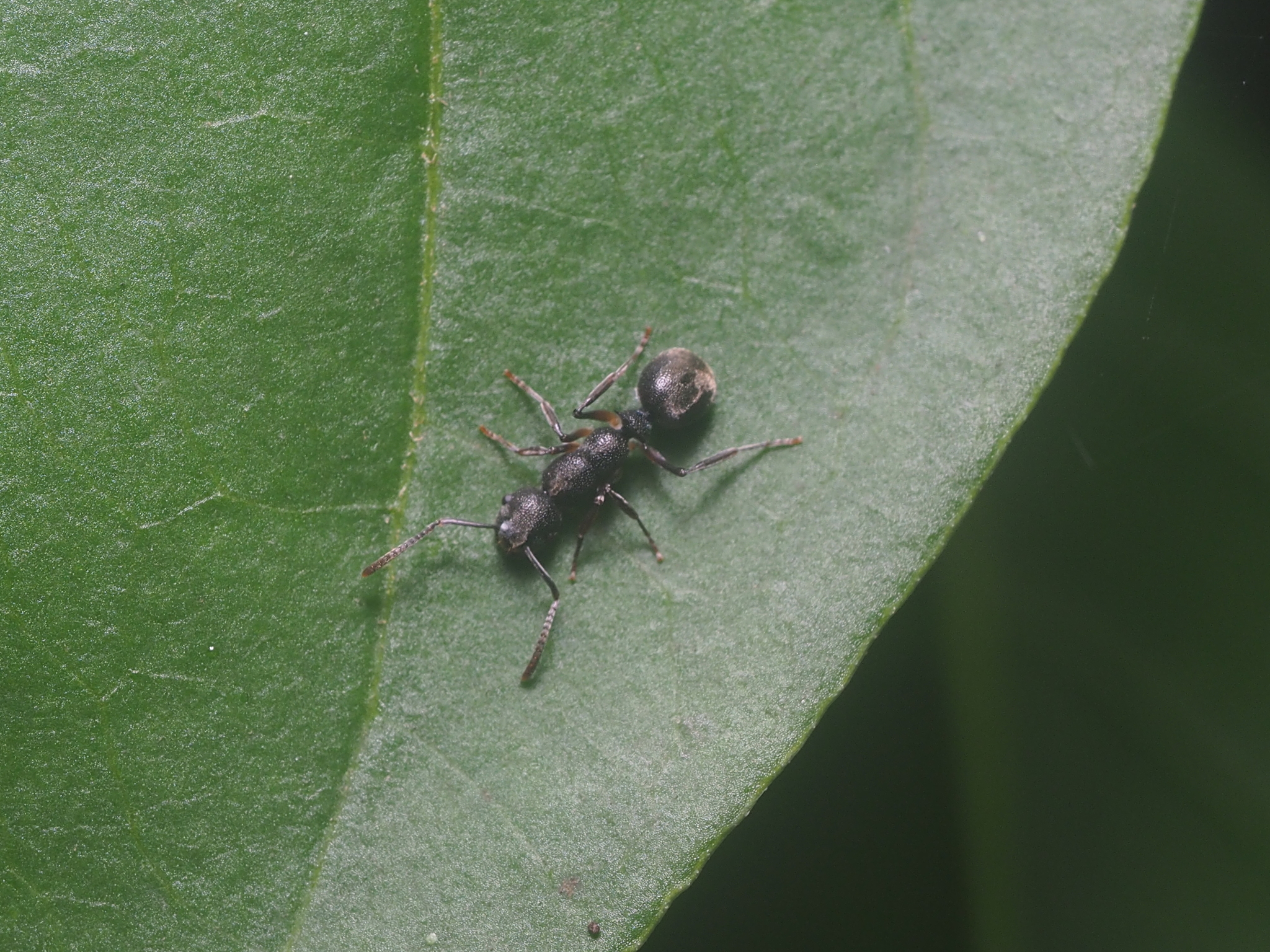 Echinopla mezgeri