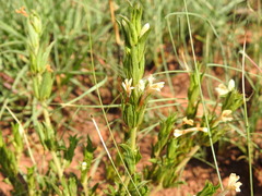 Dyschoriste costata