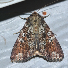 Condica cupentia