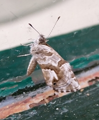Cacyreus marshalli