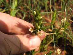 Dyschoriste costata