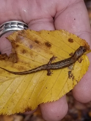 Desmognathus ocoee