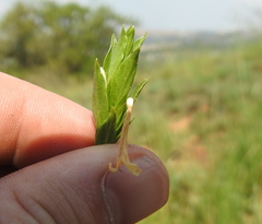 Dyschoriste costata