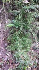 Pogonatherum crinitum