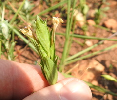 Dyschoriste costata