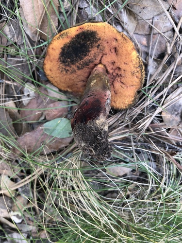 Liver Bolete