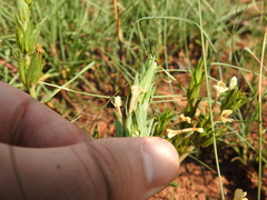 Dyschoriste costata