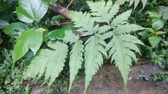 Tectaria melanocaulos