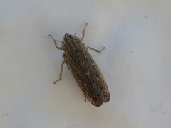 Arocephalus longiceps