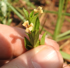 Dyschoriste costata