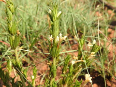 Dyschoriste costata