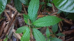 Tetracera