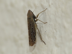 Arocephalus longiceps
