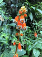 Kohleria stuebeliana