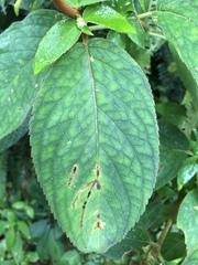 Kohleria stuebeliana