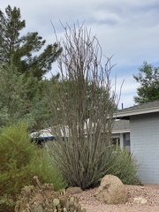 Fouquieria splendens