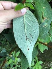 Kohleria stuebeliana