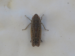 Arocephalus longiceps