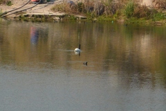 Cygnus melancoryphus